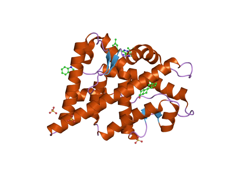 Selectivity Over Potency: How the Anabolic-Androgenic Ratio Defines Steroid Behavior at the Receptor Level