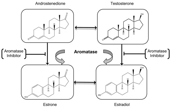 The Androgen-to-Estrogen Conversion: Aromatase and the Hidden Feedback Architecture of Steroid Action