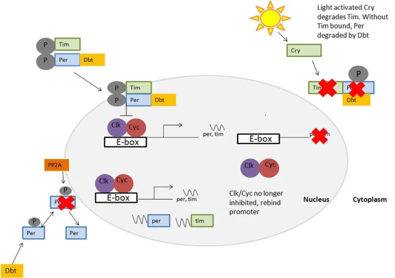 Timing Is Everything: How Circadian Biology Shapes Steroid Hormone Efficacy