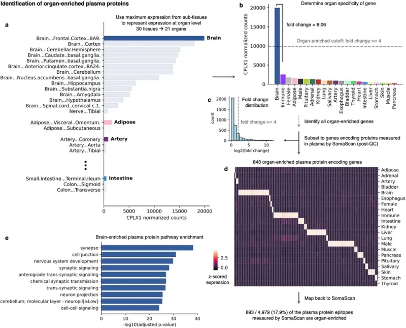 The Invisible Gatekeepers: How Carrier Proteins Control Steroid Availability in the Bloodstream