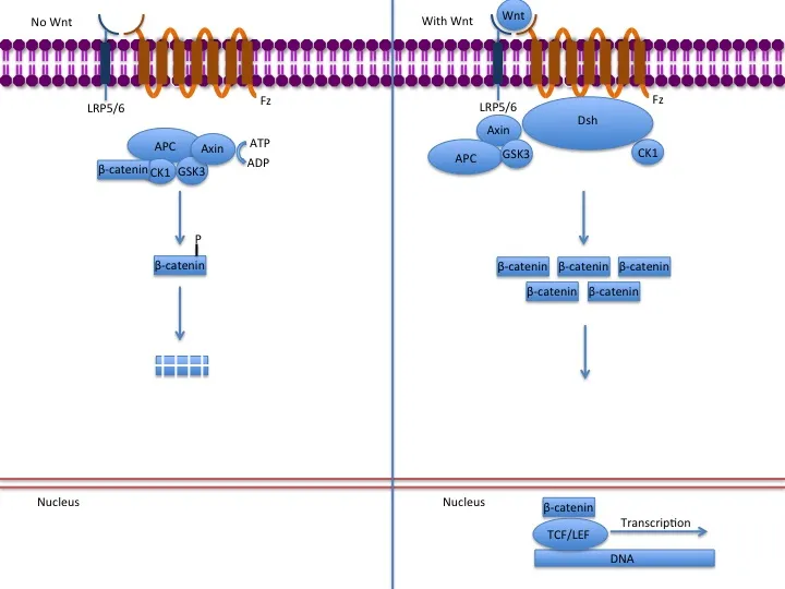 Shape as Destiny: How Steroid Molecular Architecture Dictates Receptor Binding and Physiological Outcome